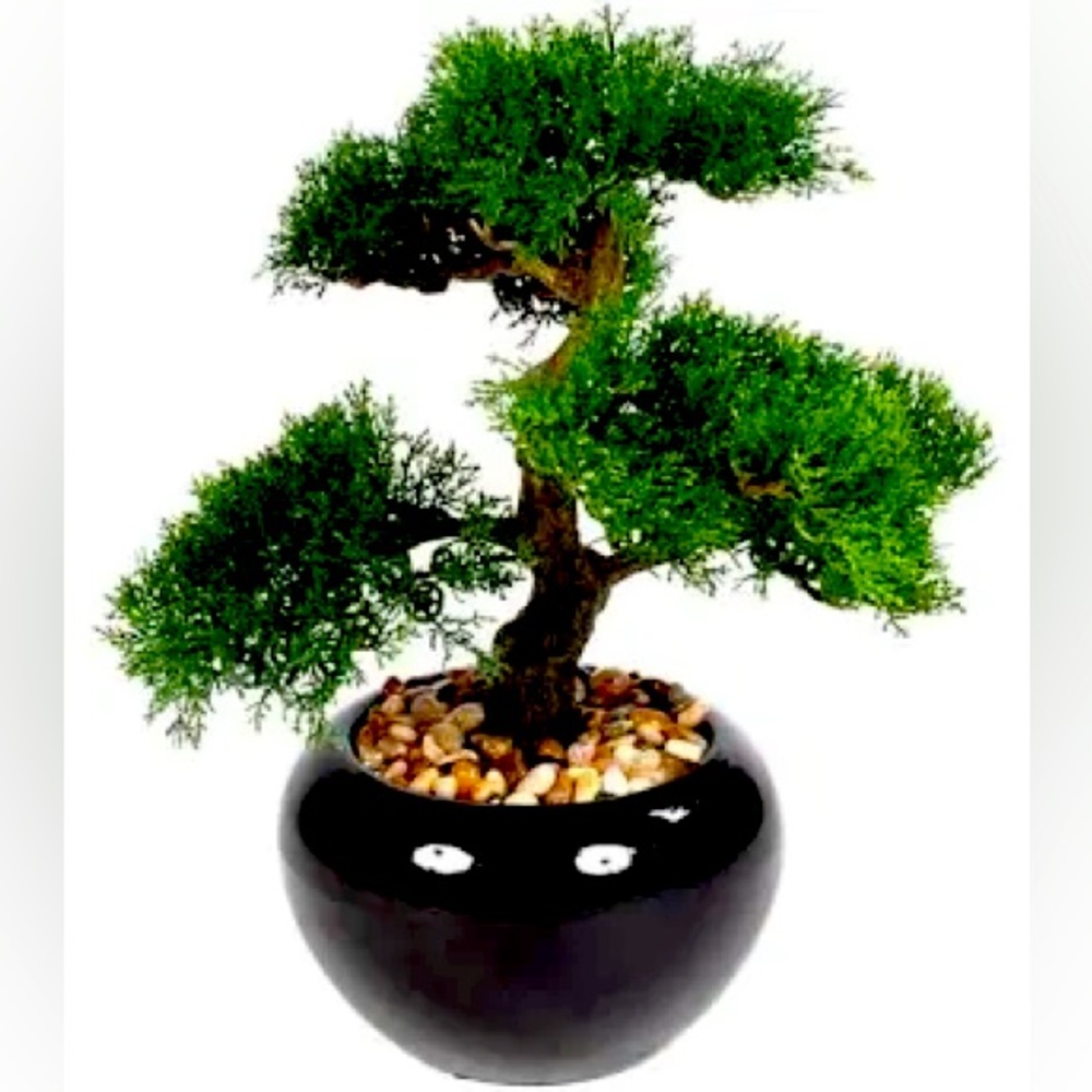 Bonsai tree growth and photo